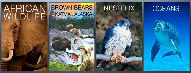 Explore wildlife cams